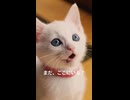 猫　まだ、ここにいる？