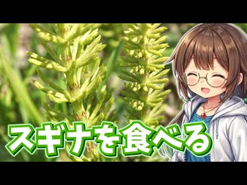 まるで杉の子ども？　奇妙な見た目のスギナを食べる！