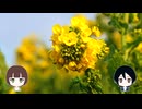 夜に映す #028  南知多 菜の花まつり