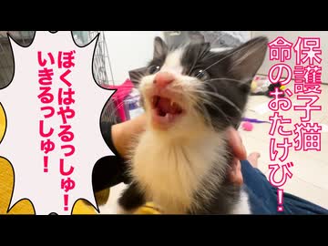 命の雄叫び！ぼくはやるっしゅ、生きるっしゅ