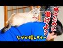 猫との主従関係が逆転してしまいました…＜かわいい暮らしの短編集＞第5弾