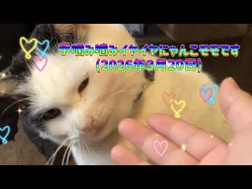 手噛み噛みイヤイヤにゃんこモモです(2026年3月20日)