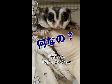 【1週間の結果】 冬場に体重が減った長老フクモモの増量計画2週間目！ #フクロモモンガ #おつモモンガ  #shorts