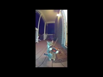 AI Cat Playing RED ZONE on the Porch