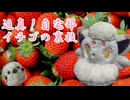 迫真！自宅部　イチゴの裏技