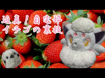 迫真！自宅部　イチゴの裏技