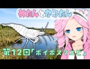 めたんとかるたん12話『ボイボヌマエビ』【VOICEVOX】