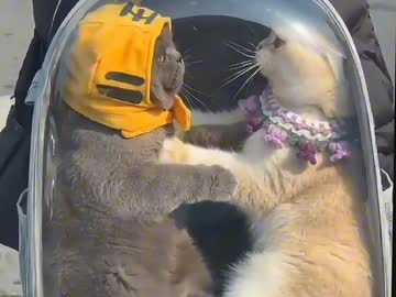 ホモと見る逃げ場なき戦い