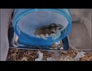 ハムスター飼いました。〜その188〜ジャンガリアンハムスター飼いました。