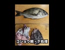 【　フル　】　鯛　コショウ　ダイ　タイ　たい　カマ　下処理　料理　してみた