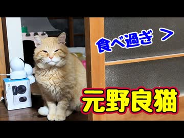 おねだり してくる【元野良猫】