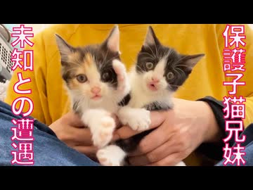 保護子猫兄妹、未知との遭遇を果たす