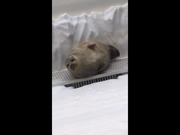 ホモと見る二度寝するアザラシ