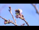 【速報】佐賀　サクラ開花　平年より3日早い