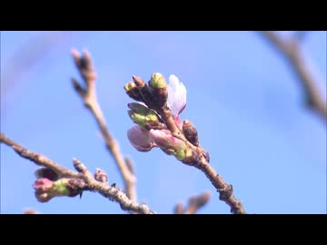 【速報】佐賀　サクラ開花　平年より3日早い