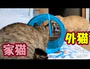 トンネル気に入った？【元野良猫】