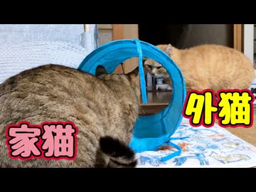 トンネル気に入った？【元野良猫】