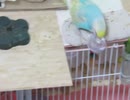 結構豪快に2回落とすインコ 8秒当たり 15秒当たり2026 3 18