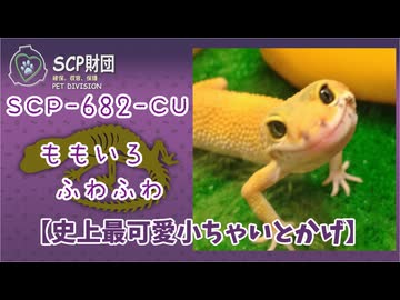 【SCPが紹介する】史上最可愛小ちゃいとかげ と 純粋な愛【SCP-682-CU】