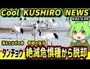 【タンチョウ絶滅危惧種から脱却】Cool　KUSHIRO　NEWS　Vo.138【釧路ニュースVOICEVOXずんだもん解説】