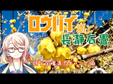 【ニコニコキャンプ祭】ロウバイ園と長瀞石畳【ソフトウェアトークキャンプ】