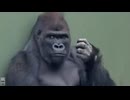 ホモと見るイケメンすぎるゴリラ