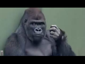 ホモと見るイケメンすぎるゴリラ
