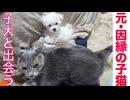 元・因縁の子猫、新たなる子犬との出会い
