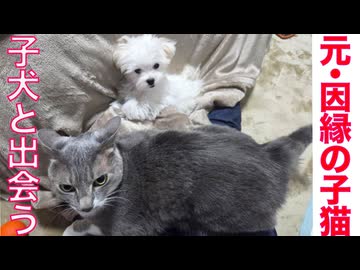 元・因縁の子猫、新たなる子犬との出会い