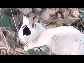 3月23日 猫がいた