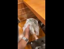 ホモと見るおかわり無料のご飯を袋に入れて持って帰る陽キャ