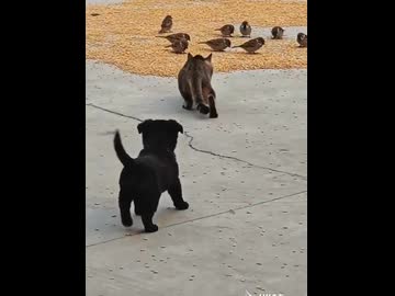 ホモと見る猫の苦労を台無しにする犬