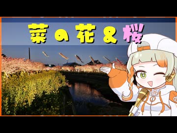 免々田川 菜の花・桜まつりを歩く【知声のちっちゃな観光案内所】