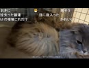 【ミュートさん】今日の猫【2026/3/22】