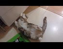 おもちゃが取れなくなった猫