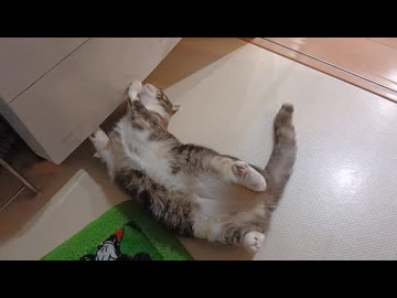 おもちゃが取れなくなった猫