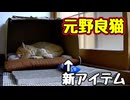 新アイテムいただきました【元野良猫】
