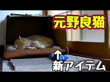 新アイテムいただきました【元野良猫】