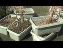アスパラ：育っていたよ。ダメかと思ったけど！3月23日(月)