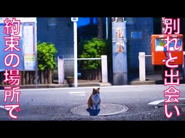 人と猫との約束、果たして見送った1年