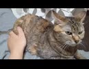 拾いねこ＠生後4976/901日目　パパの上でへそ天する月音さん。