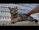 防波堤で出会ったキジトラにちゅーるあげた結果ｗｗｗ