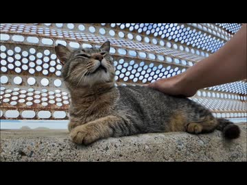 防波堤で出会ったキジトラにちゅーるあげた結果ｗｗｗ