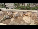 【伊豆シャボテン動物公園】マーラ集団のお出迎えタイム【マーラ】
