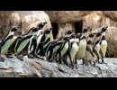 【長崎ペンギン水族館】ブーケトスのようなランチタイム【フンボルトペンギン】