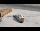 【東武動物公園】半乾きもちもちちゃんのお昼寝タイム【ゴマフアザラシ】