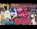 真冬の伊豆一周キャンプツーリング - 真冬の桜とゆるキャン聖地巡礼 -【VOICEVOX車載】