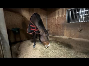 フェリオくん！おかえりなさい