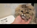 【ミュートさん】今日の猫【2026/3/23】