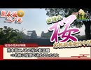 【お城ニュース】熊本城の新種の桜　名称は・・・？　日本のお城新報 2026年3月号